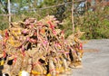 Pile of dry Bai Si King of Naga, old and traditional art of Northeast Thailand celebration tradition culture