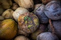 Pile of the dry coconuts Royalty Free Stock Photo