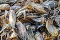 Pile of dry corn cobs. Royalty Free Stock Photo