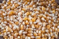 A pile of dry corn kernels on wooden table Royalty Free Stock Photo