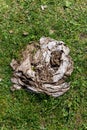 A pile of dry cow dung (cowpat) on green grass