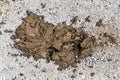 A pile of dry cow dung (cowpat) on the ground