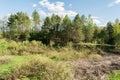 A pile of dry fallen trees and branches lie in the lowlands among the green grass of the growing bushes and trees. Wildlife forest