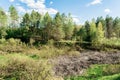 A pile of dry fallen trees and branches lie in the lowlands among the green grass of the growing bushes and trees. Wildlife forest