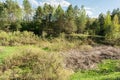 A pile of dry fallen trees and branches lie in the lowlands among the green grass of the growing bushes and trees. Wildlife forest