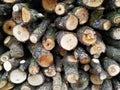 Pile of dry firewood. Split wood. tree for winter time heating. Cross section of tree trunk. Royalty Free Stock Photo