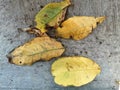 A pile of dry leaves is highlighted up close