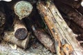 A pile of dry logs that have started to rot. Royalty Free Stock Photo