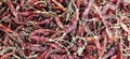 Pile of dry red hot and spicy chillies Royalty Free Stock Photo