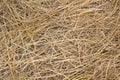 Pile of dry rice chaff pattern texture and background. Royalty Free Stock Photo