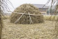 Pile of dry rice straw and local wood tool shine up before process for rice grain Royalty Free Stock Photo