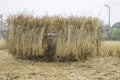 Pile of dry rice straw waiting for processing to collect the rice grain Royalty Free Stock Photo