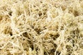 Pile of dry sphagnum moss. Used for orchid transplanting to retains moisture Royalty Free Stock Photo