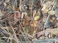 pile of dry trash leaves Royalty Free Stock Photo