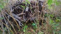 Pile of dry wood in the garden for traditional cooking. dry wood in the garden for a campfire.