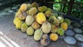 a pile of durian harvested by farmers