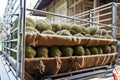 Pile of durians after harvest are arranged on rear of pick-up truck before transport.