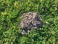 A pile of earth dug by a mole. Loosened soil. Serbia, the work of the earth mole. Clay soil