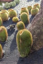 Pile of Echinocactus grusonii, cactus typical of southern hemis Royalty Free Stock Photo