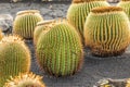 Pile of Echinocactus grusonii, cactus typical of southern hemis Royalty Free Stock Photo