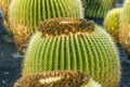 Pile of Echinocactus grusonii, cactus typical of southern hemis Royalty Free Stock Photo
