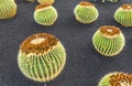 Pile of Echinocactus grusonii, Royalty Free Stock Photo