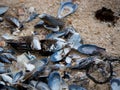 Pile of empty mussel and limpet shells on sandy beach