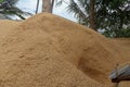 Pile of empty rice hulls after the rice husking process. The blower blows bio-waste to the pile behind the workshop. Royalty Free Stock Photo