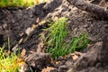 Pile of excavated ground with green grass