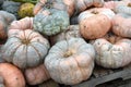 Fairy Tale Pumpkin Winter Squash