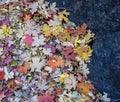 Pile Of Fall Colored Leaves Againt A Rock In Sedona Arizona Royalty Free Stock Photo