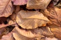 pile of fallen autumn dried leaves for background Royalty Free Stock Photo