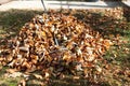 Pile of fallen autumn leaves in the yard Royalty Free Stock Photo