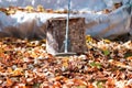 Pile of fallen autumn leaves in the yard Royalty Free Stock Photo