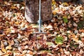 Pile of fallen autumn leaves in the yard Royalty Free Stock Photo