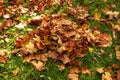 Pile of fallen dried colorful autumn leaves on the ground