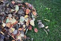 Pile of fallen leaves in the garden Royalty Free Stock Photo