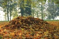 Pile Of Fallen Leaves In Park In Autumn Morning