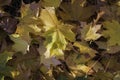 Fallen autumn maple leaves with sun hitting them Royalty Free Stock Photo