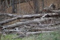 Pile of fallen trees