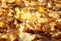 A pile of fallen yellow maple leaves on the ground. Golden autumn season. Background. Space for text Royalty Free Stock Photo