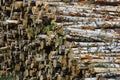 Pile of felled birch tree trunks