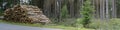 Pile of felled birch tree trunks, panorama