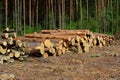 A pile of felled pine logs piled up on the edge of a path, wood, pinewood raw material, cut down forest, horizontal Royalty Free Stock Photo