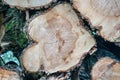 A pile of felled trees ready to be used as fuel for the fireplace