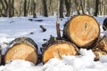 Pile of felled wood logs in snow in winter forest