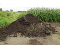 Pile of fertile soil near corn field