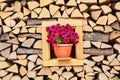 Pile of fiire wood, rural vintage background, flowers in the pot in the middle