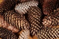 Pile of fir tree strobiles on the table, close-up Royalty Free Stock Photo