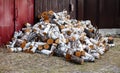 Pile of firewood Birch